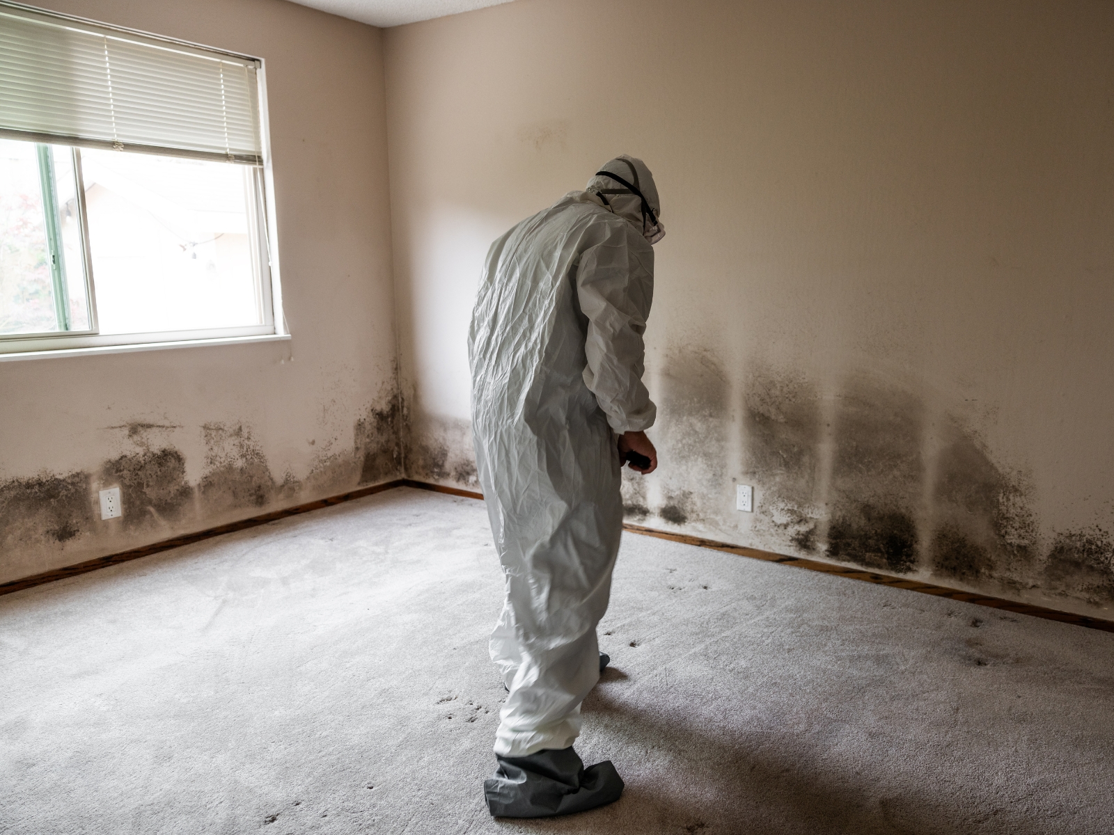 Mold Inspector Florida, Moho mold clean limpieza in Florida, Miami