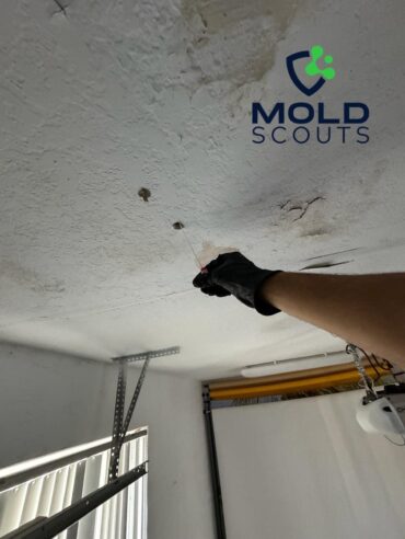 Mold Inspector Florida, Moho mold clean limpieza in Florida, Miami