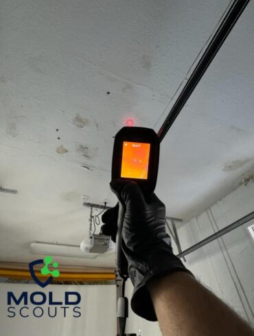 Mold Inspector Florida, Moho mold clean limpieza in Florida, Miami